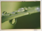 Preview: ZirbenBild "Grashalm mit Tau" 70 x 50 cm