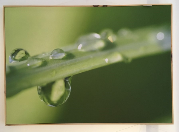 ZirbenBild "Grashalm mit Tau" 70 x 50 cm